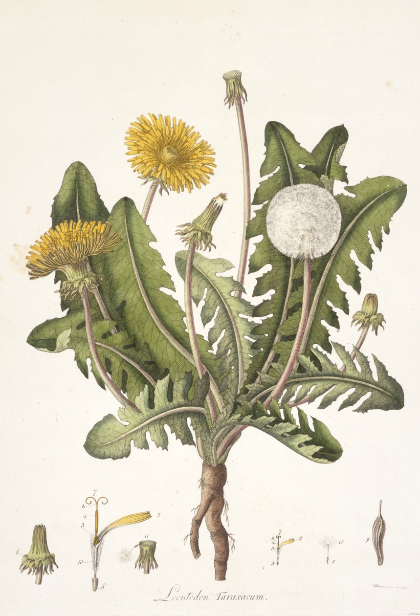 ಫ್ಲೋರಾ ಆಫ್ ಲಂಡನ್, 1777-1798ಟರ್ಕ್‌ನಿಂದ ಲಿಯೊಂಟೊಡೆನ್ ತಾರಾಕ್ಸಕಮ್ by William Curtis