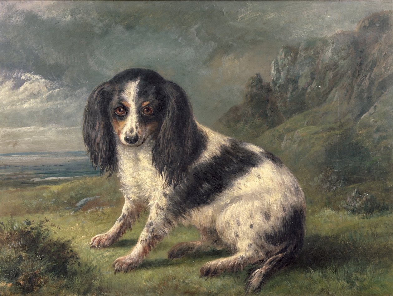 Bir Kral Charles Spaniel by William Ellis