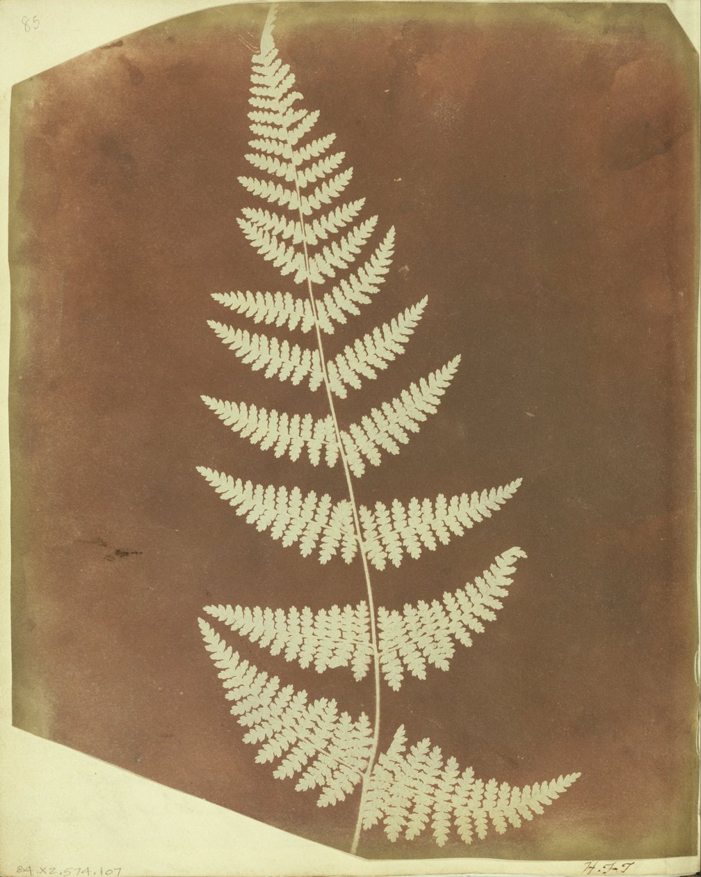 (Buckler Eğreltiotu) by William Henry Fox Talbot