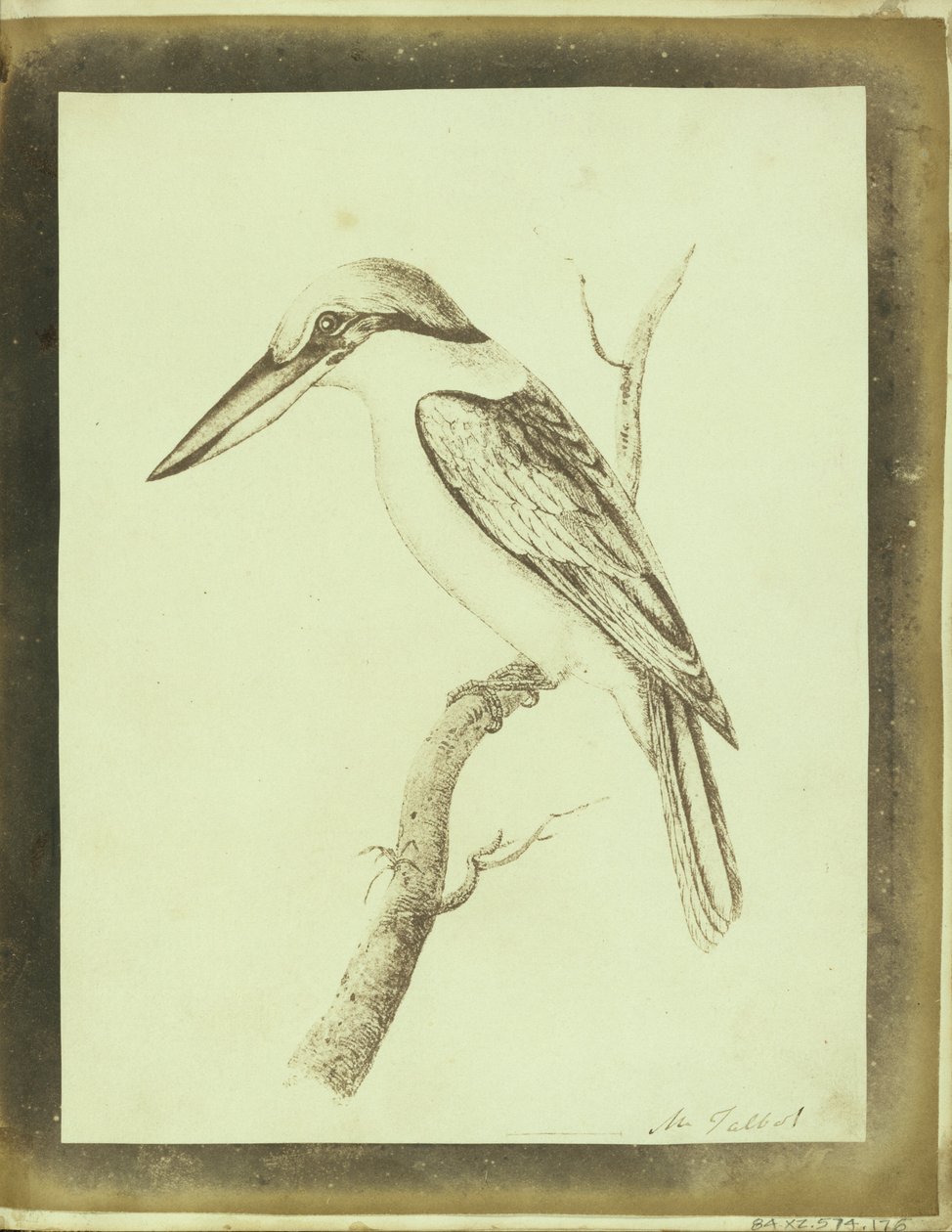 (Yakalı Bir Yengeçin Swainson Litografik Baskısının Kopyası) by William Henry Fox Talbot