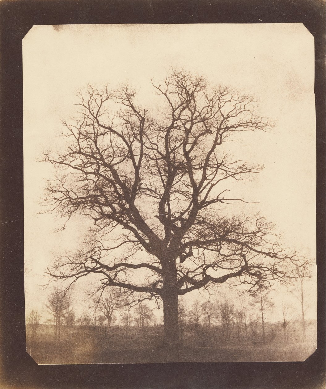 Kışın Meşe Ağacı by William Henry Fox Talbot