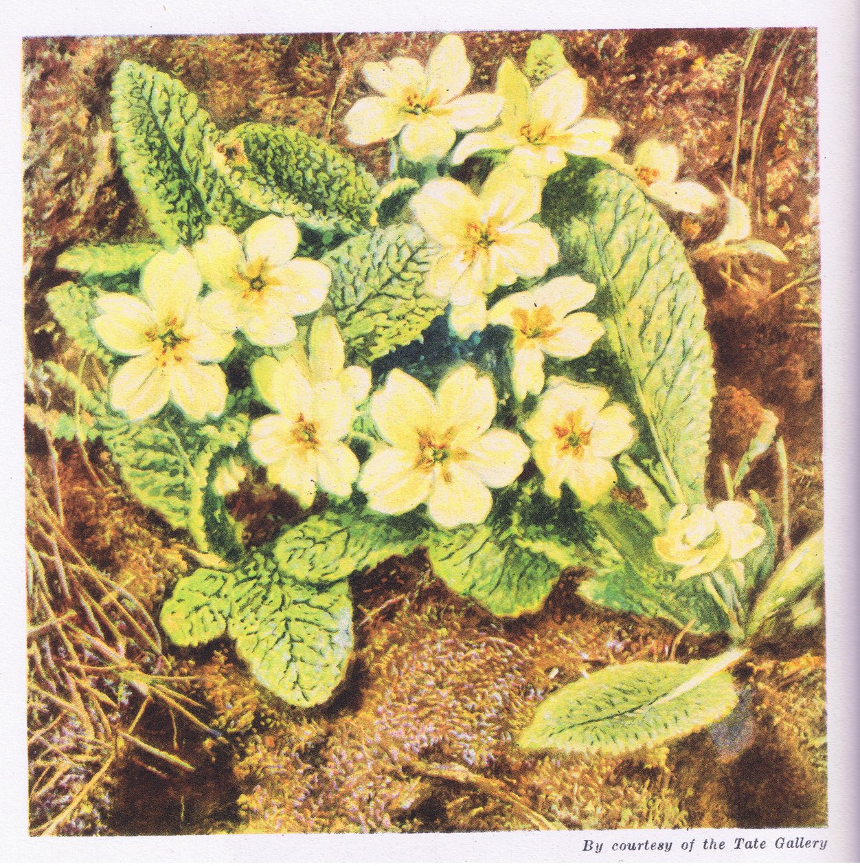 Primroses, İngiltere