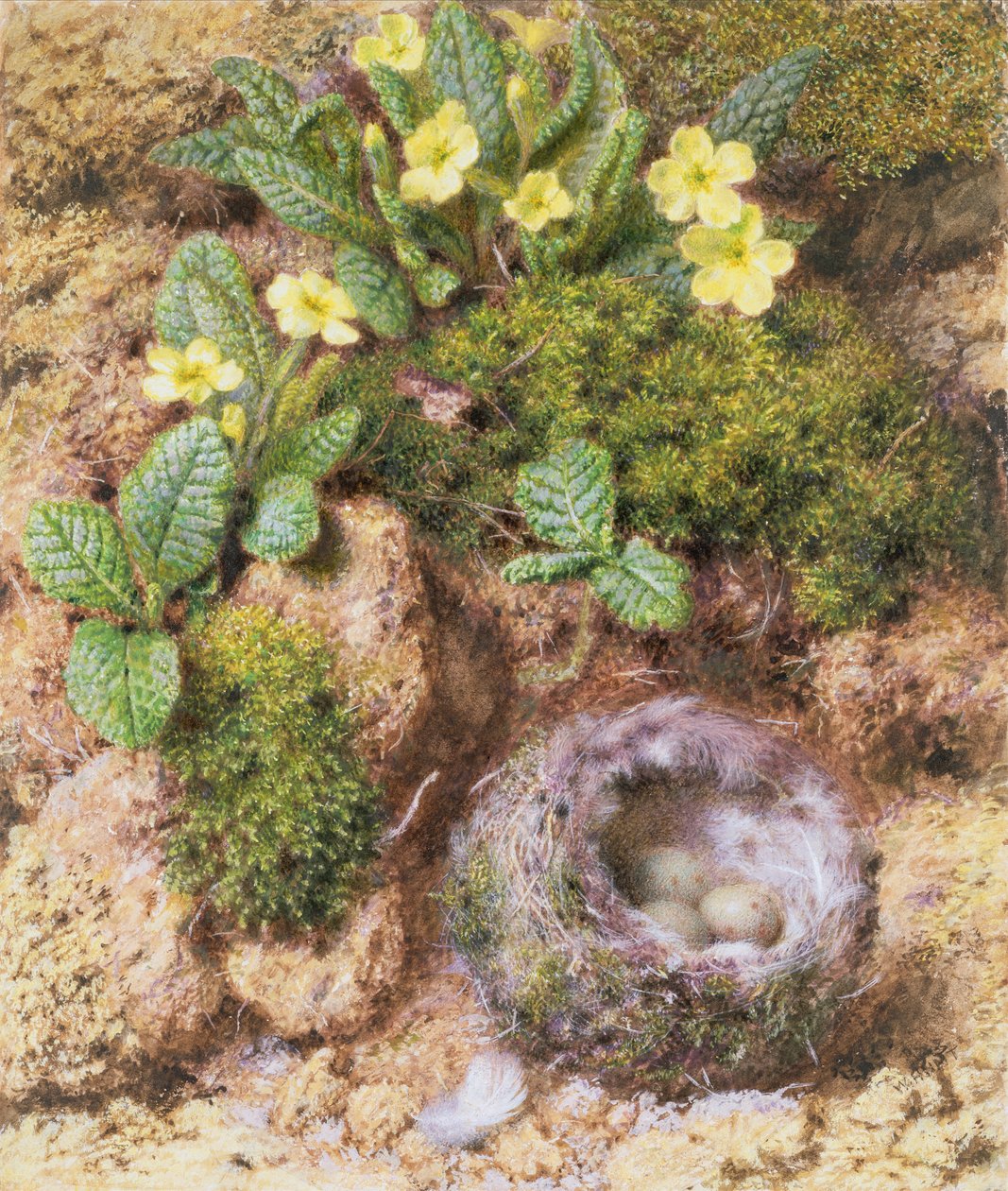Kuş Yuvalı Primroses (kağıt üzerine wc ve guaj) by William Henry Hunt