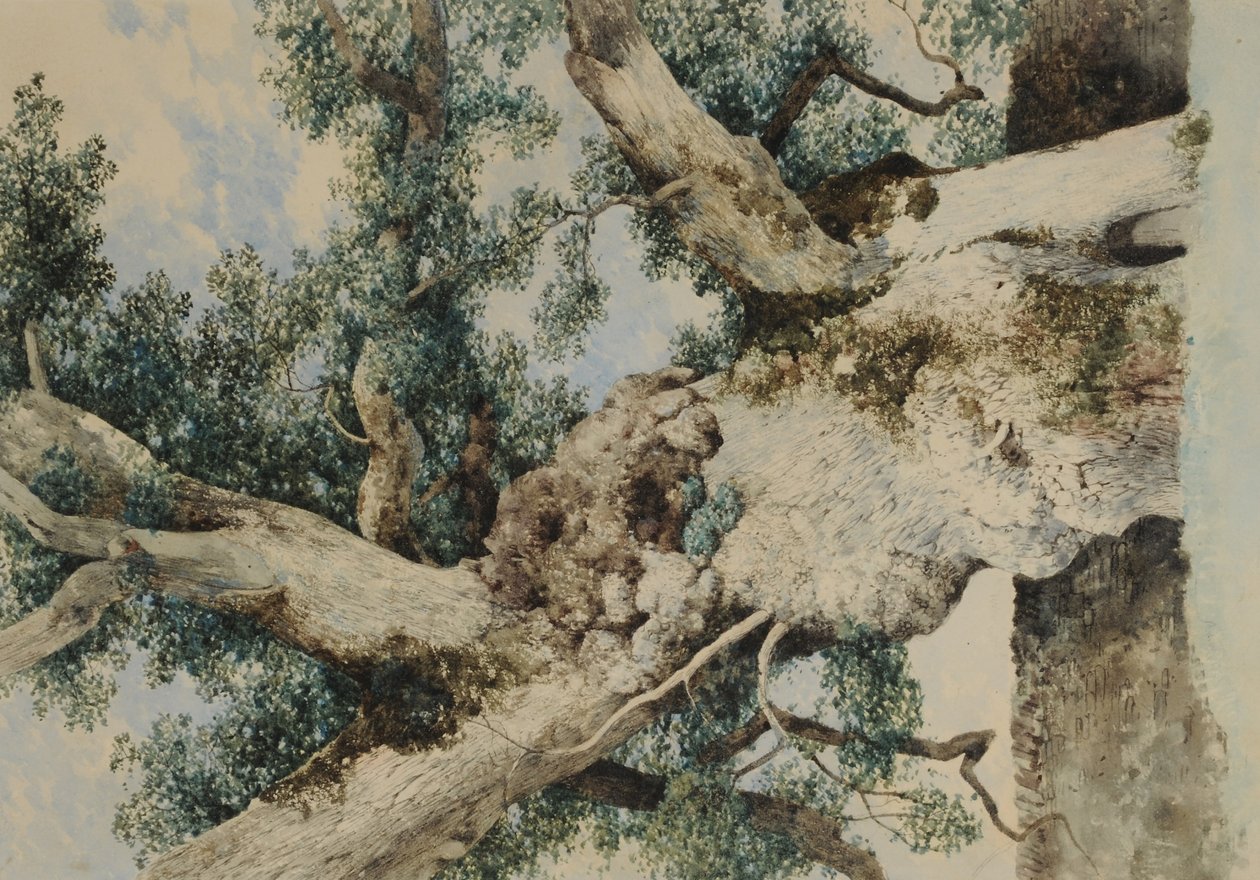 The Rookery