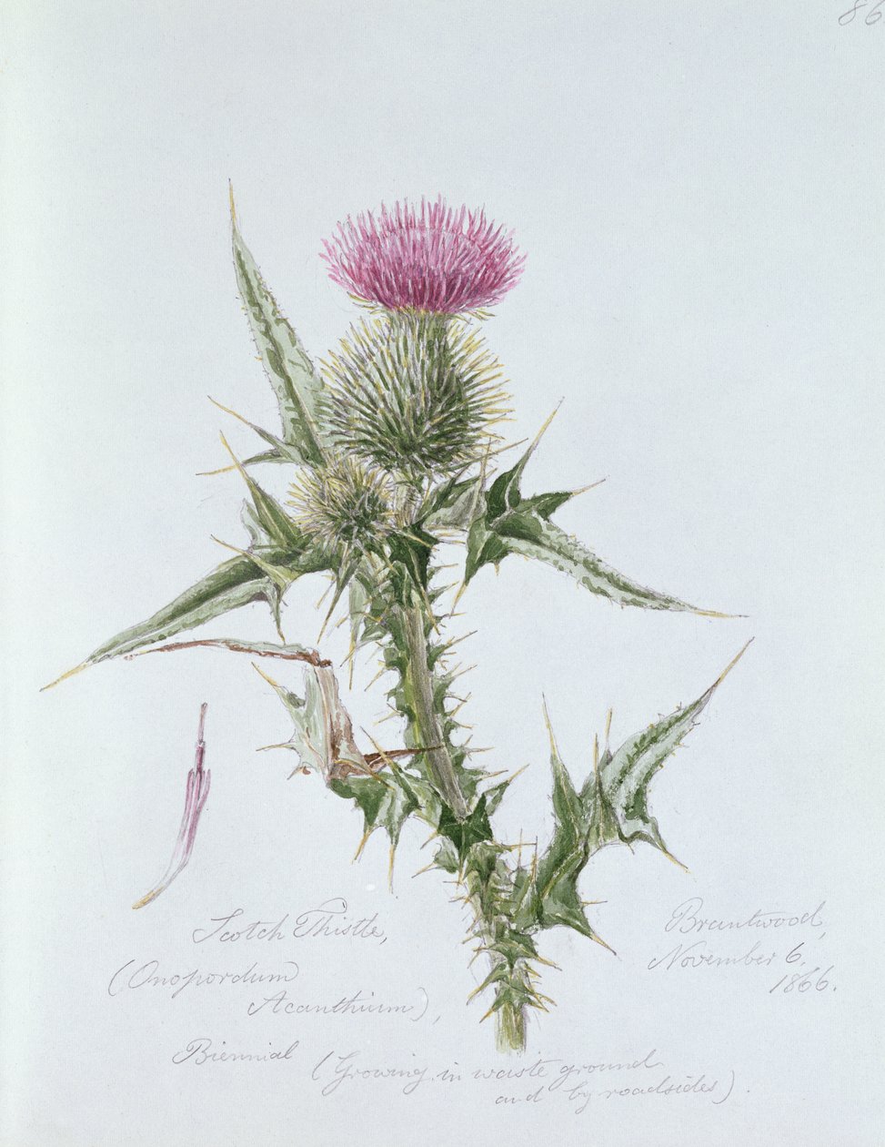 İskoç Devedikeni, Brantwood'da boyanmış, 6 Kasım 1866 by William James Linton