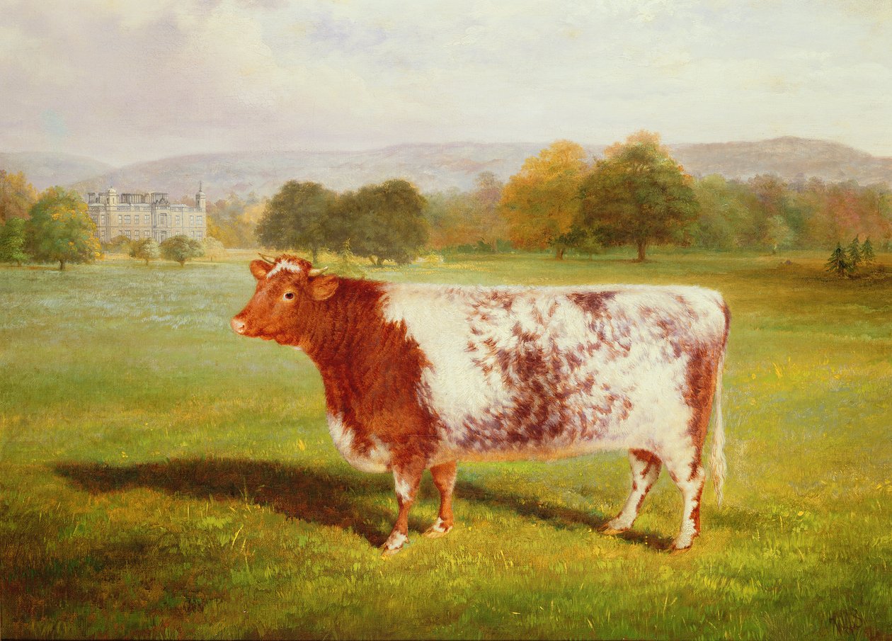 Bir Shorthorn portresi, 19. yüzyıl by William Joseph Shayer