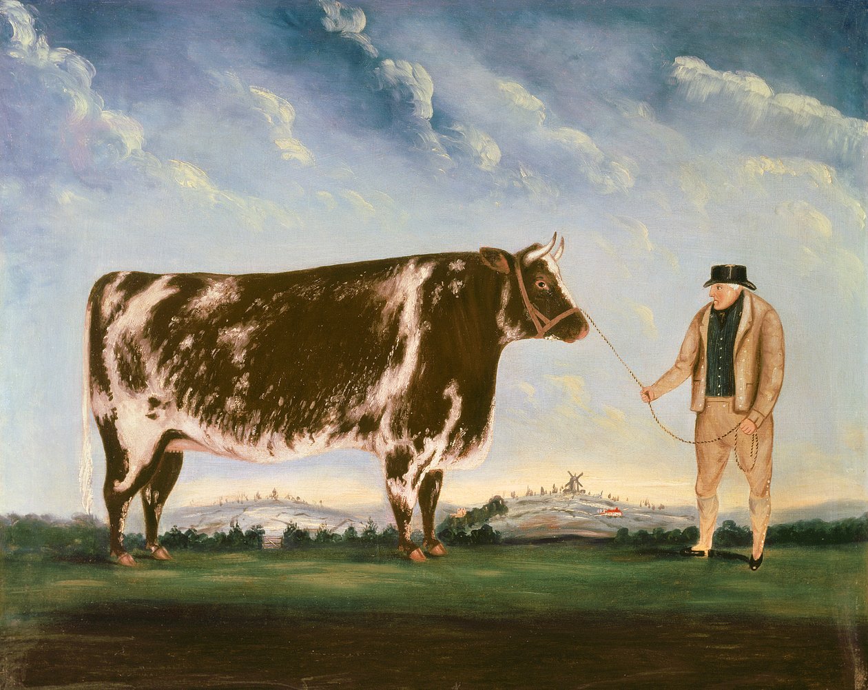 Bir Shorthorn Çalışması by William Joseph Shayer