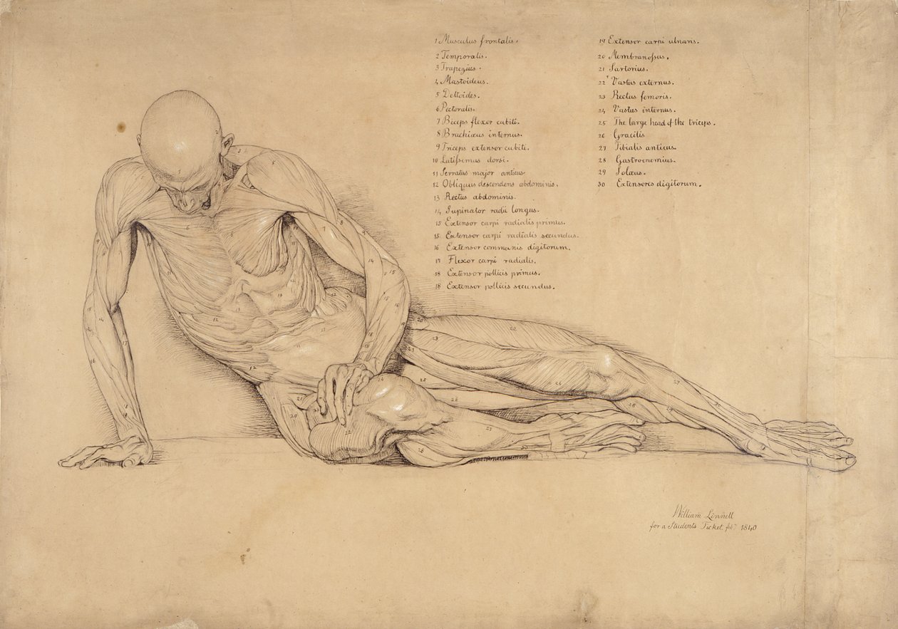 Ölmekte Olan Galya Üzerine Bir Ecorche Çalışması, 1840 (kağıt üzerinde kalem ve mürekkep) by William Linnell