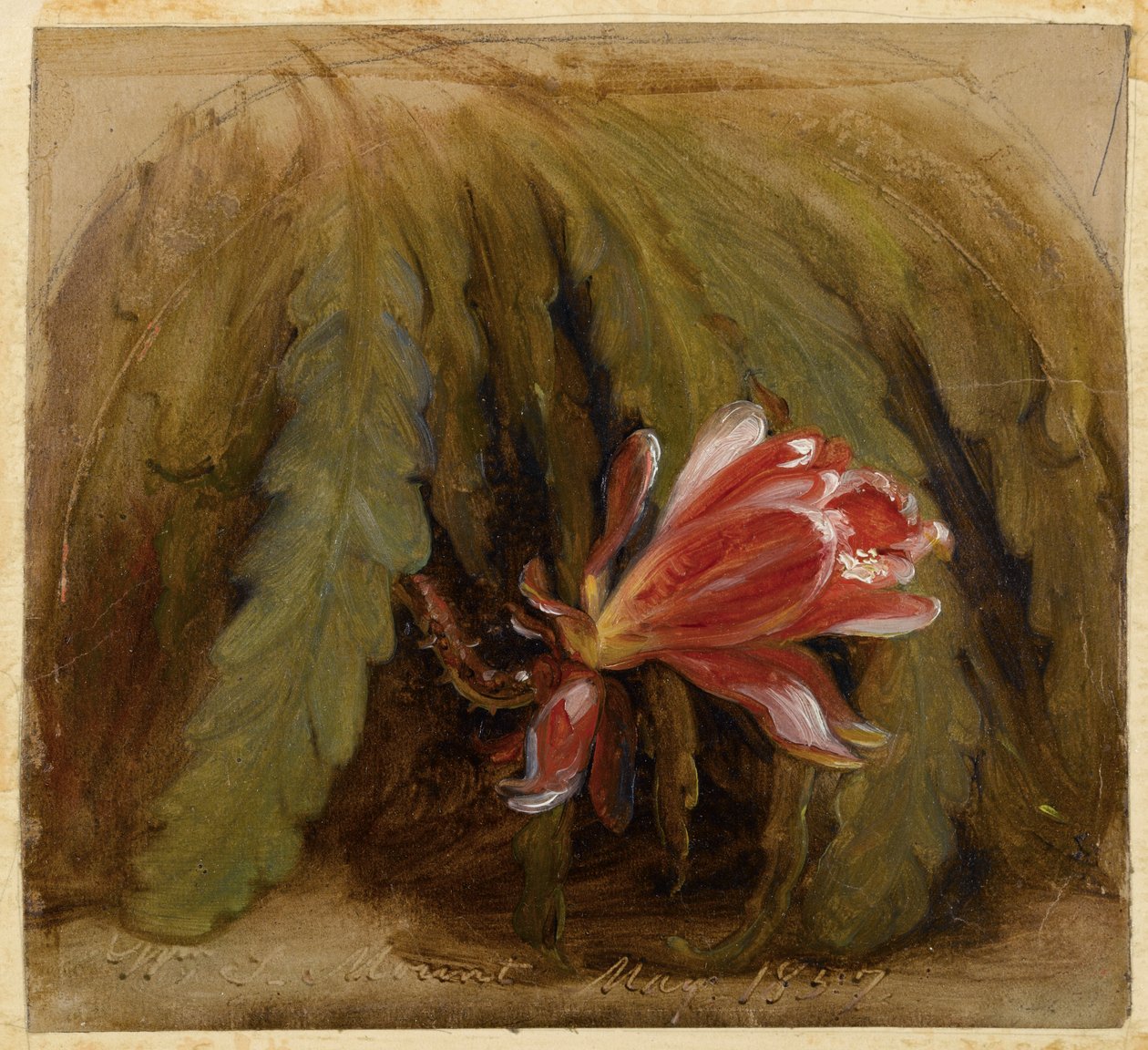 Çiçekteki Kaktüs, 1857 by William Sidney Mount