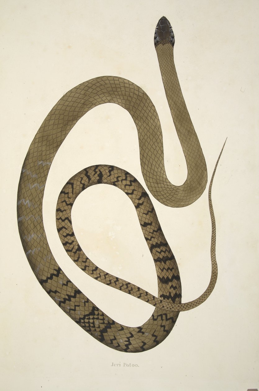 Jeri Potoo, Coromandel Sahilinde Toplanan Hint Yılanlarının Bir Hesabından, pub. 1796 (el renkli gravür) by William Skelton