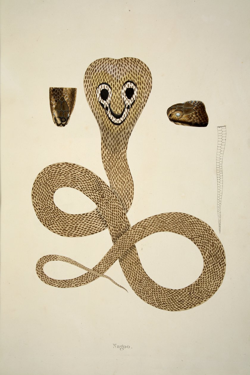 Nagoo, Coromandel Sahilinde Toplanan Hint Yılanlarının Bir Hesabından, pub. 1796 (el renkli gravür) by William Skelton