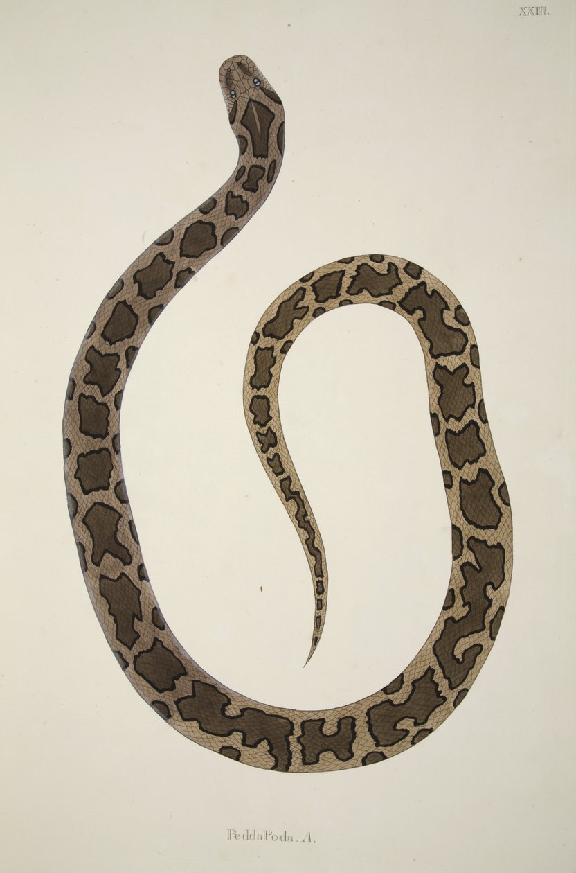 Pedda Poda. A., Coromandel Sahilinde Toplanan Hint Yılanlarının Bir Hesabından, pub. 1796 (el renkli gravür) by William Skelton