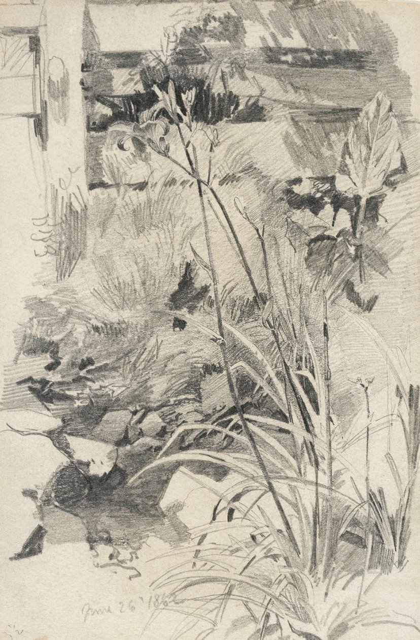 Ahşap Çitin Yanındaki Gün Zambakları, 1862 (kahverengi dokuma kağıt üzerinde grafit) by William Trost Richards