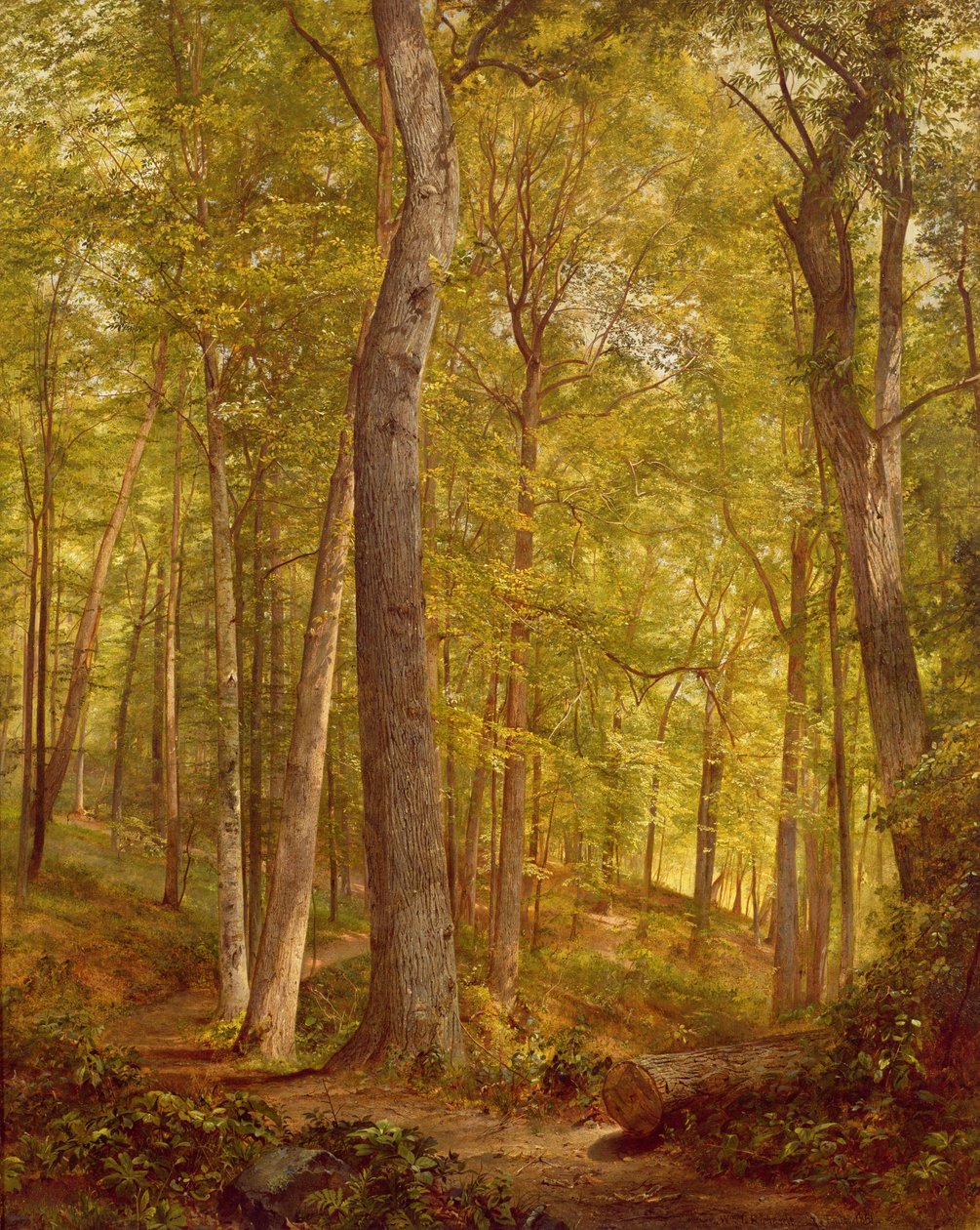 Haziran Woods, Pensilvanya, 1864 by William Trost Richards