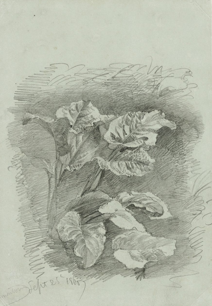 Study of a plant, 1867 (graphite on green wove paper) by William Trost Richards