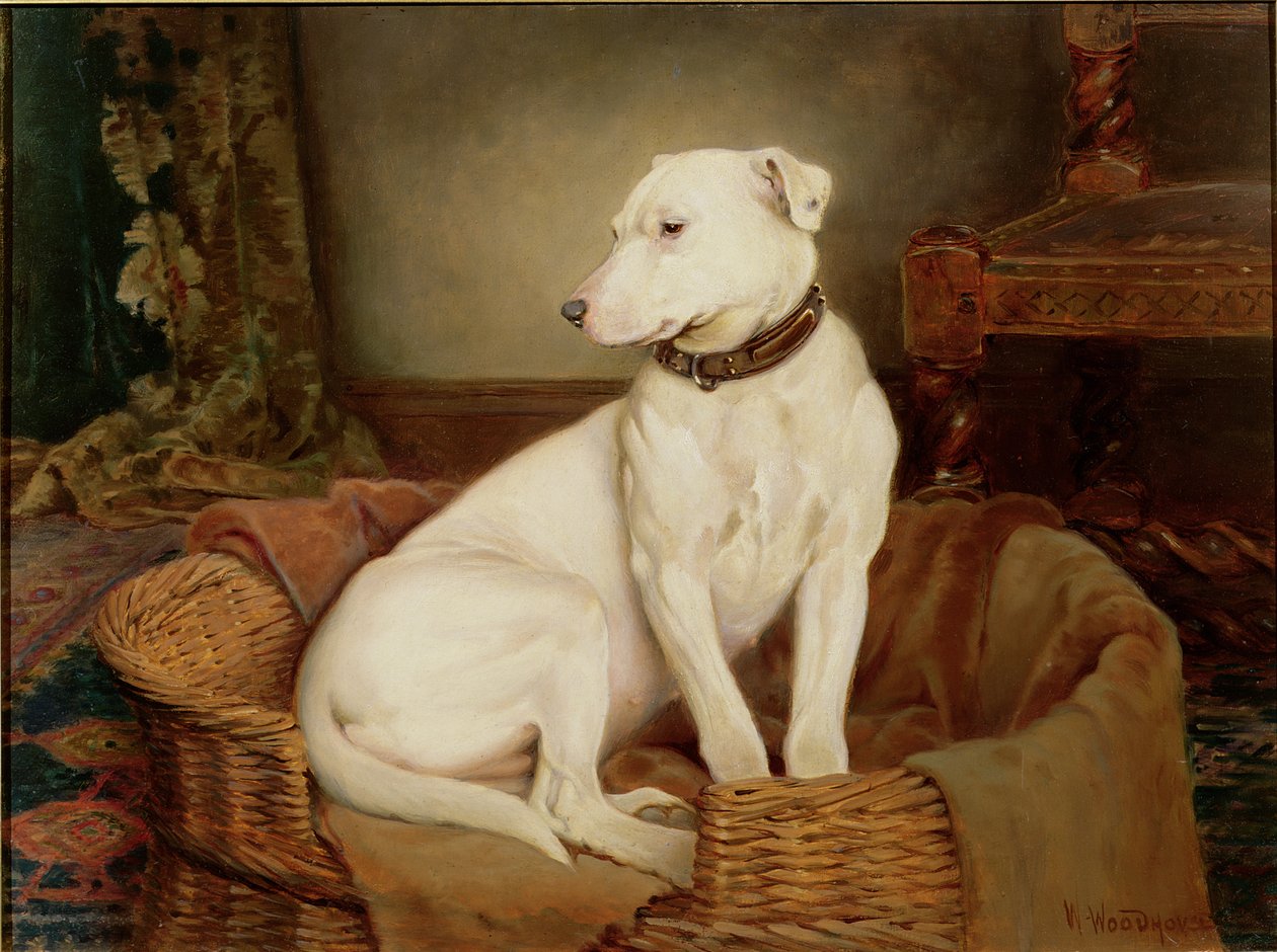 rezalet içinde by William Woodhouse