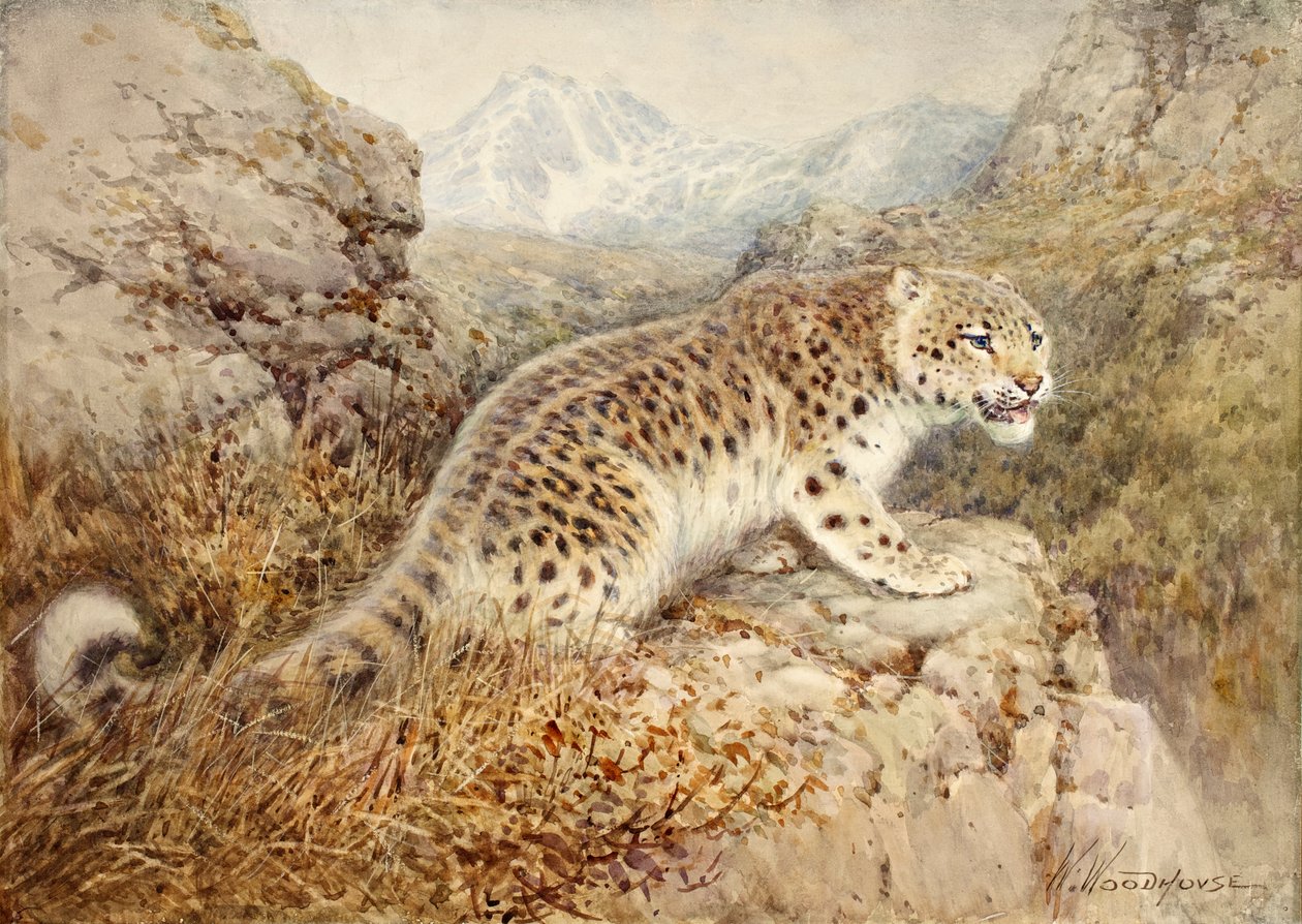 Kar Leoparı, c.1920 by William Woodhouse
