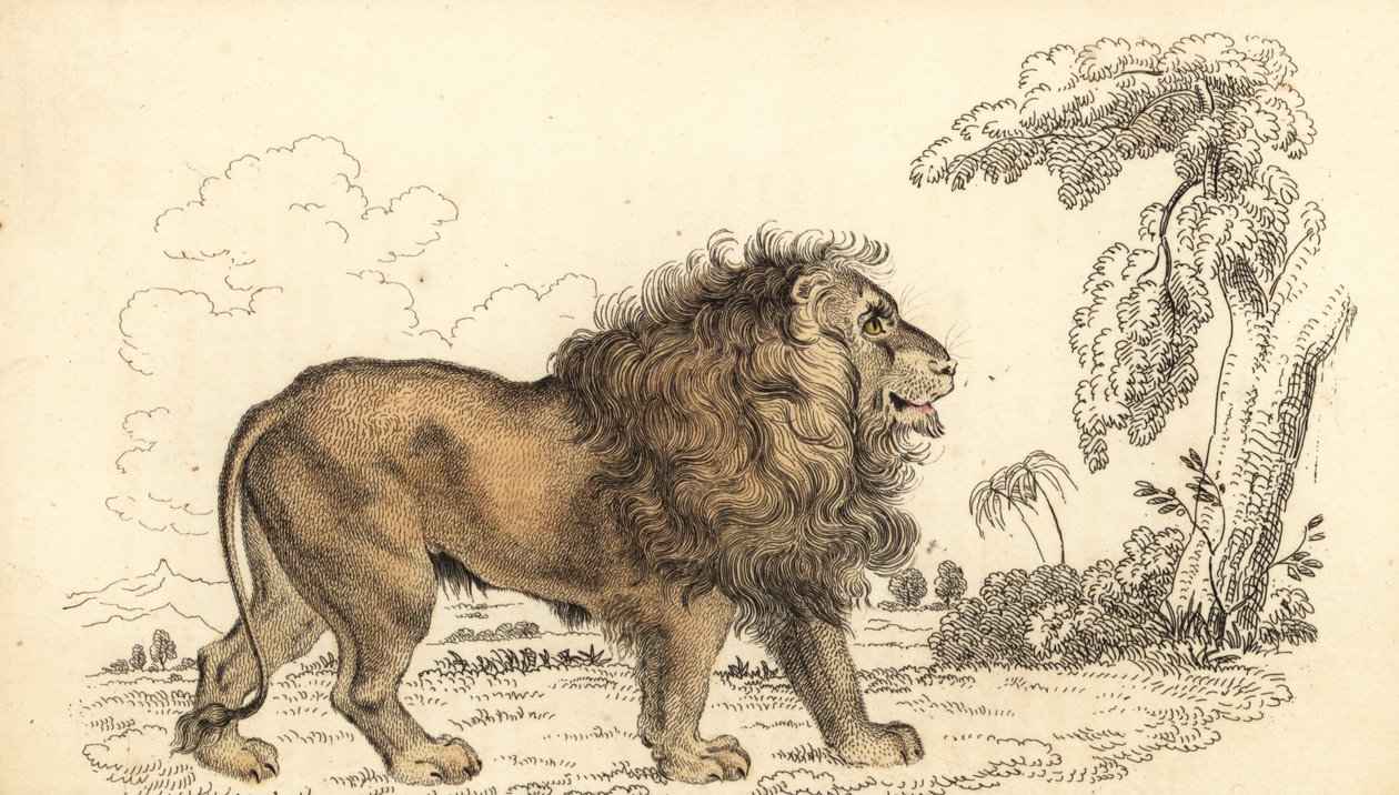 Asya aslanı, nesli tükenmekte olan, Panthera leo leo. ,1834 (gravür) by William Alexander Forbes