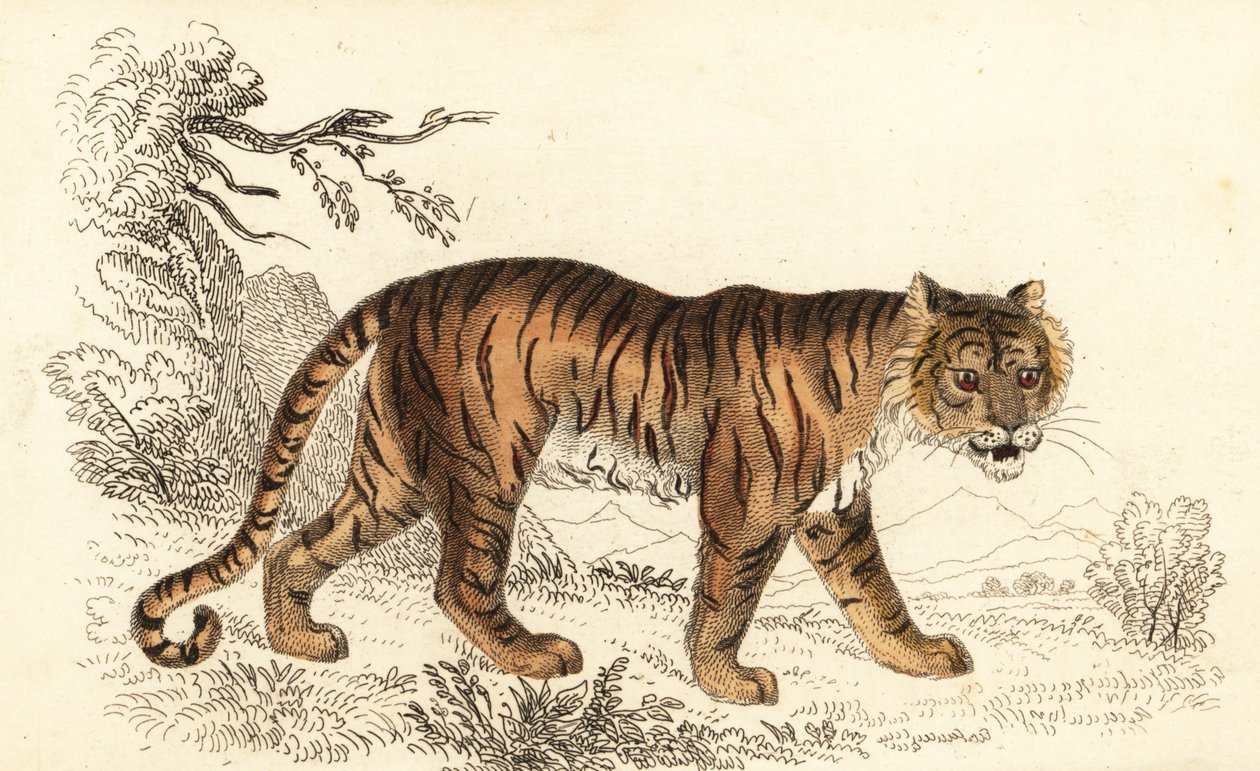 Bengal kaplanı, Panthera tigris tigris., 1834 (gravür) by William Alexander Forbes