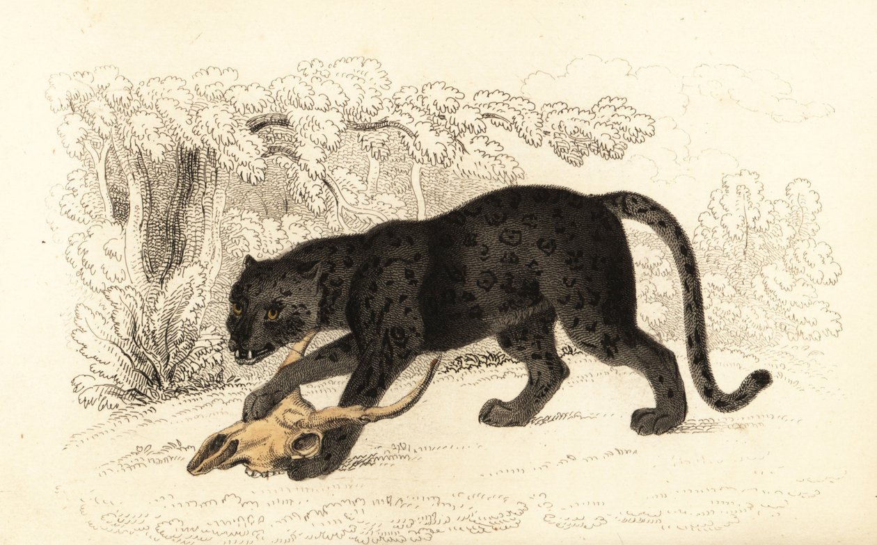 Siyah jaguar, Fanthera pardus., 1834 (gravür) by William Alexander Forbes