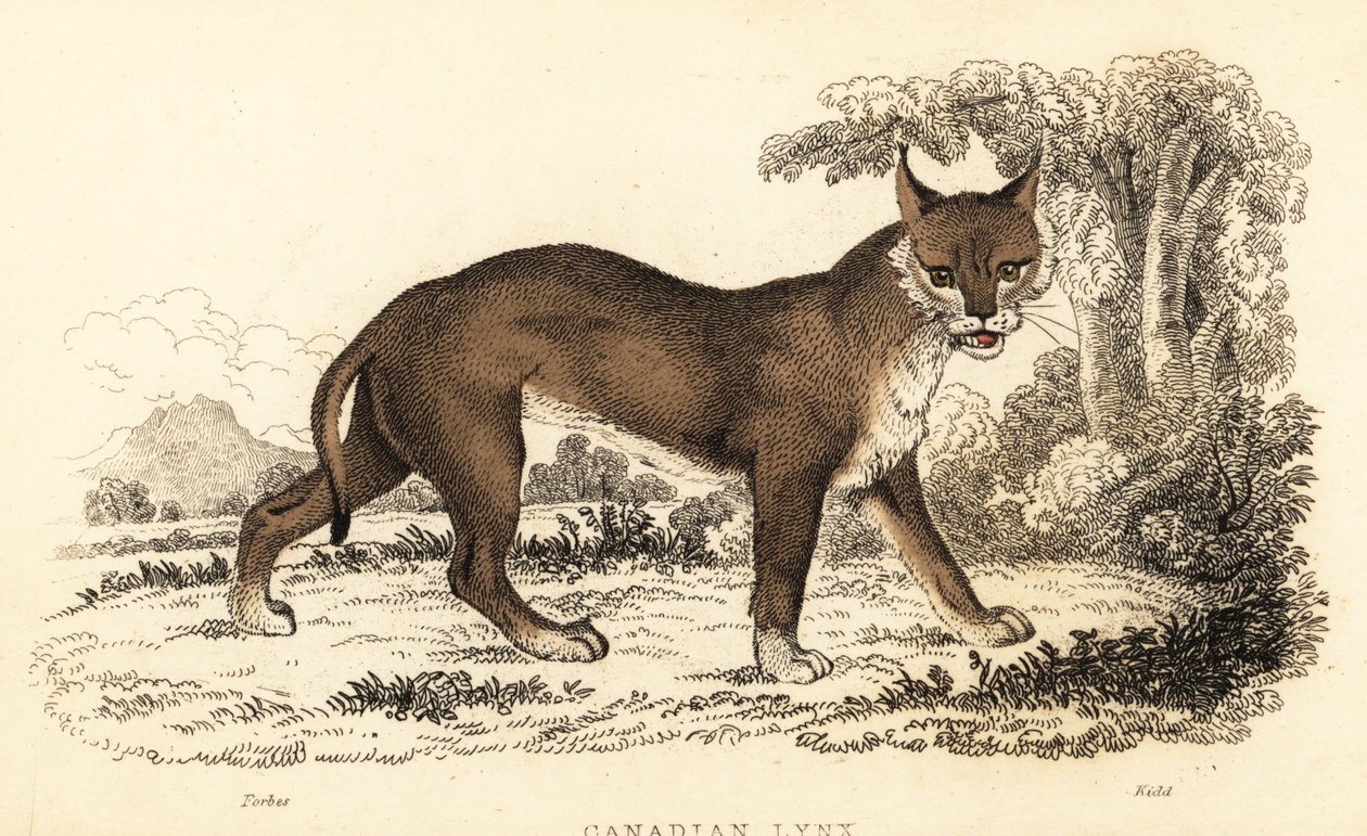 Kanada vaşağı, Lynx canadensis., 1834 (gravür) by William Alexander Forbes