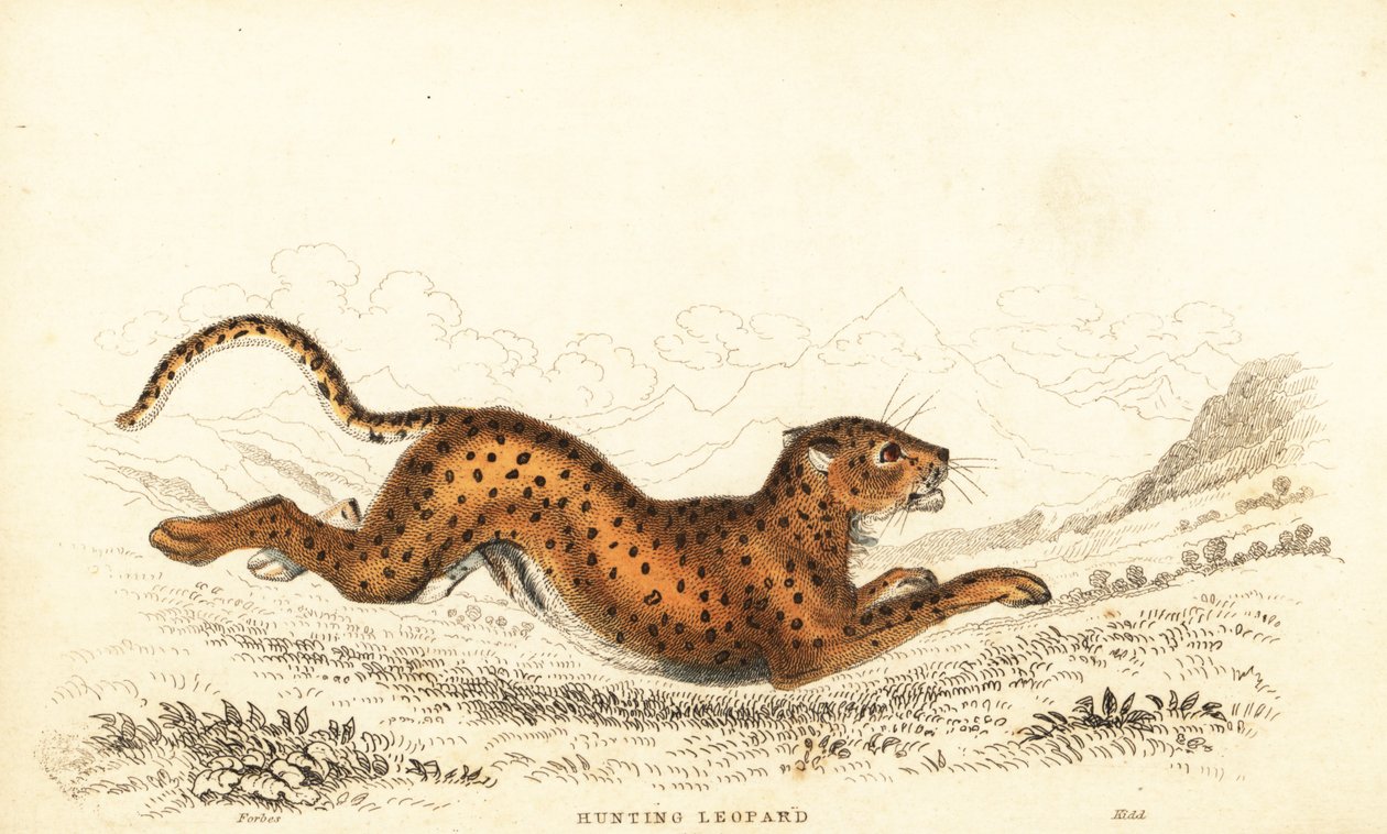 Çita, Acinonyx jubatus., 1834 (gravür) by William Alexander Forbes