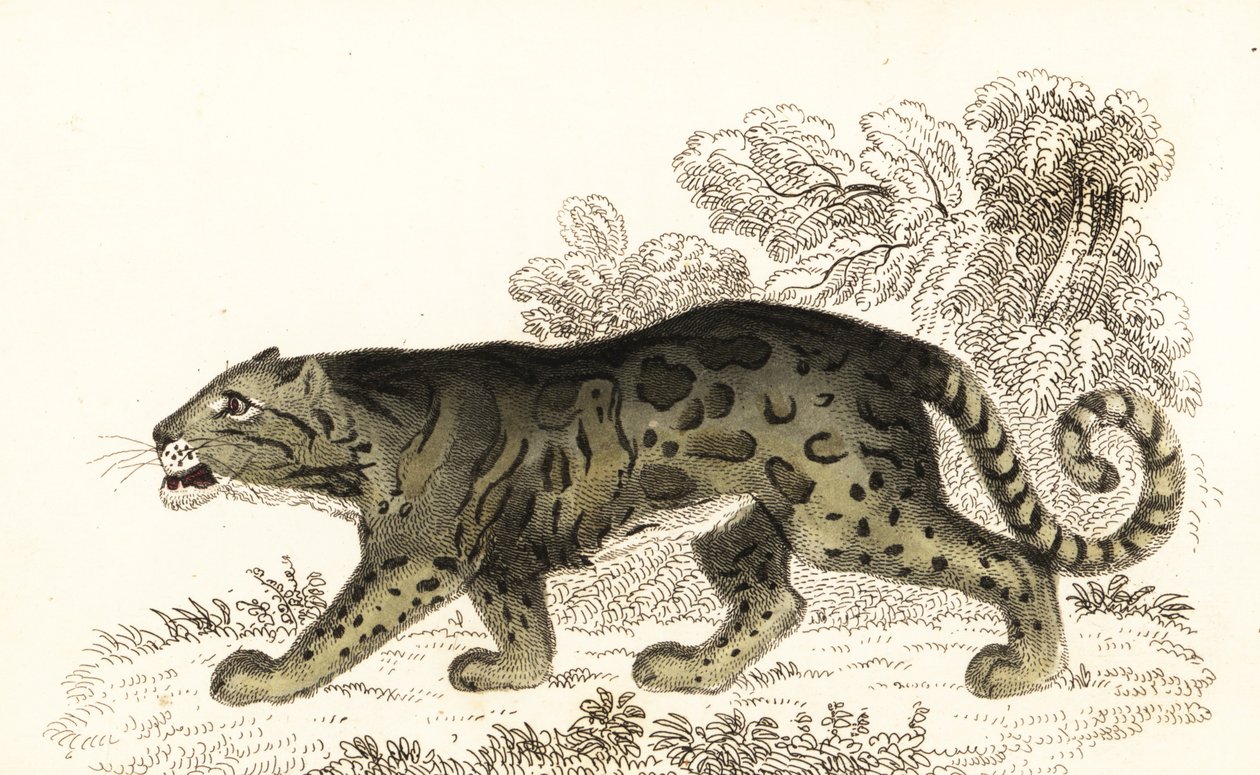 Bulutlu leopar, Neofelis nebulosa., 1834 (gravür) by William Alexander Forbes