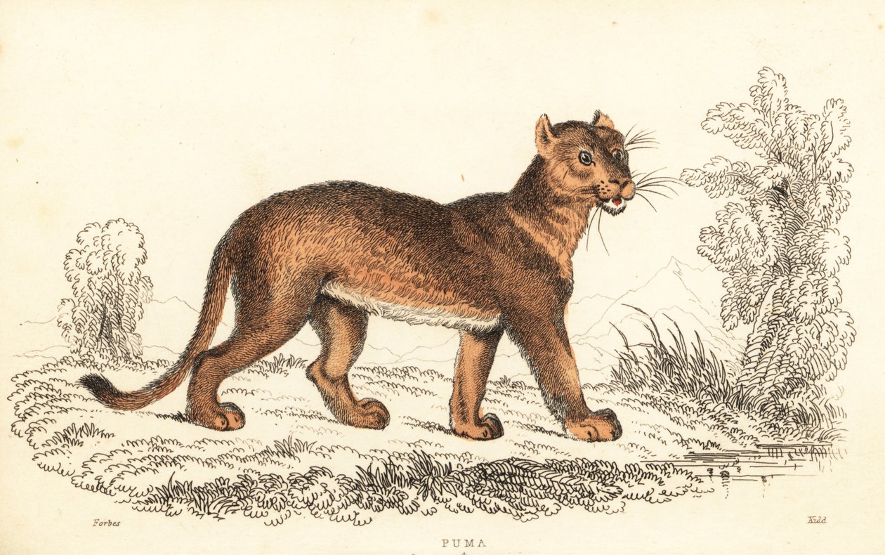 Puma, Puma concolor.,1834 (gravür) by William Alexander Forbes