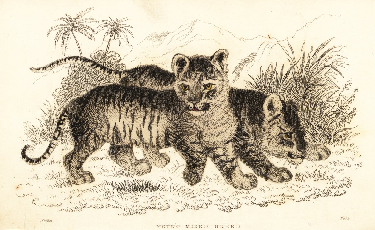 Hibrit aslan ve kaplan yavruları. ,1834 (gravür) by William Alexander Forbes