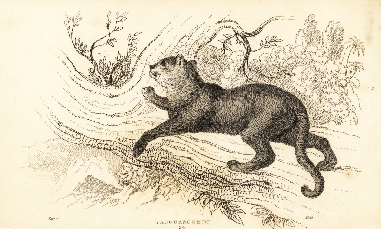 Dikkat, Puma onurdur., ౧౮౩౪ (Gravür) by William Alexander Forbes