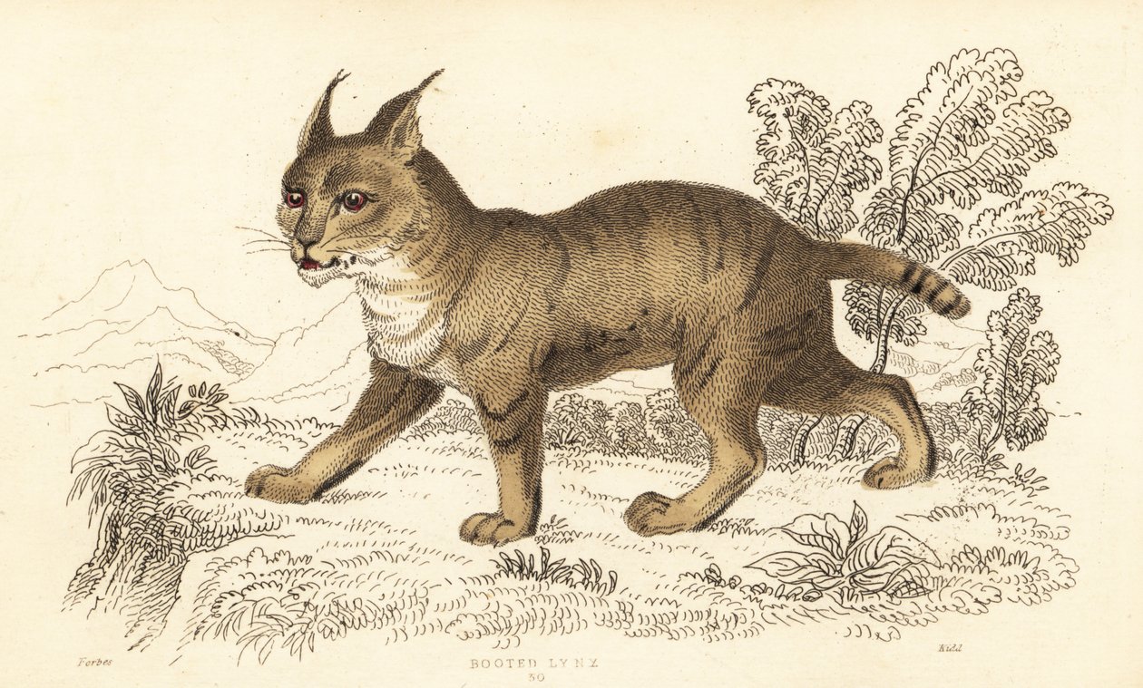 Orman kedisi, Felis chaus. ,1834 (gravür) by William Alexander Forbes