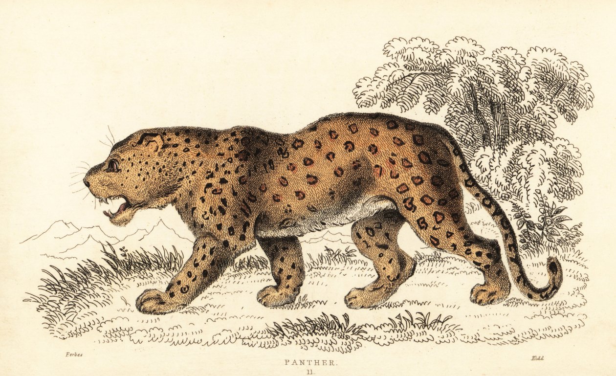 Leopar, Panthera pardus, savunmasız., 1834 (gravür) by William Alexander Forbes