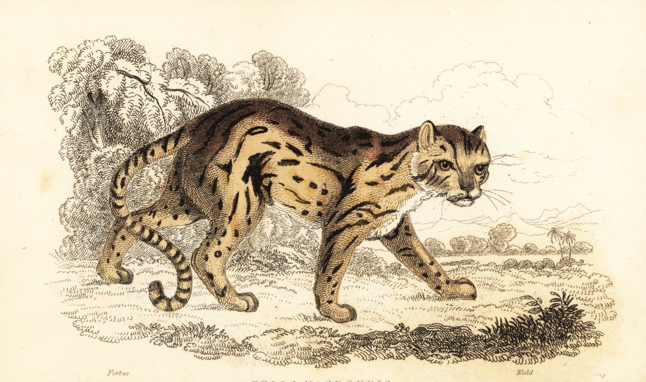 Margay, Leopard öğrendi. ,1834 (gravür) by William Alexander Forbes