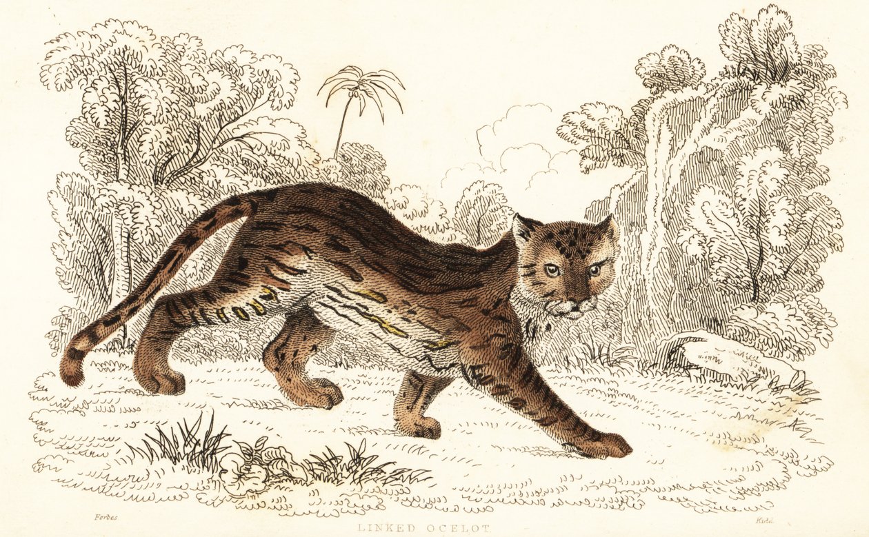 Margay, Leopard wiedii birleştirildi. ,1834 (gravür) by William Alexander Forbes