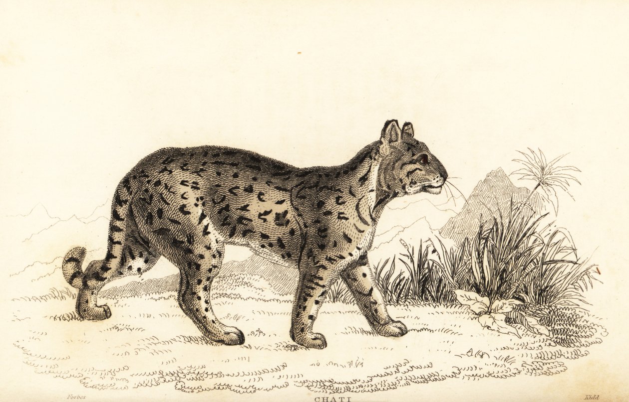 Ocelot, yumuşak huylu Leopar. ,1834 (gravür) by William Alexander Forbes