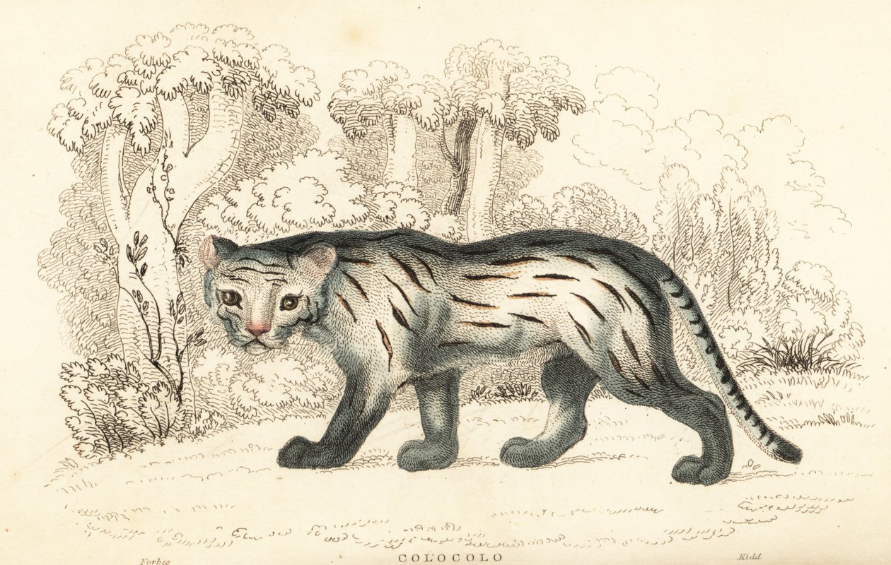 Pampa kedisi veya pantanal, Leopardus colocola. ,1834 (gravür) by William Alexander Forbes
