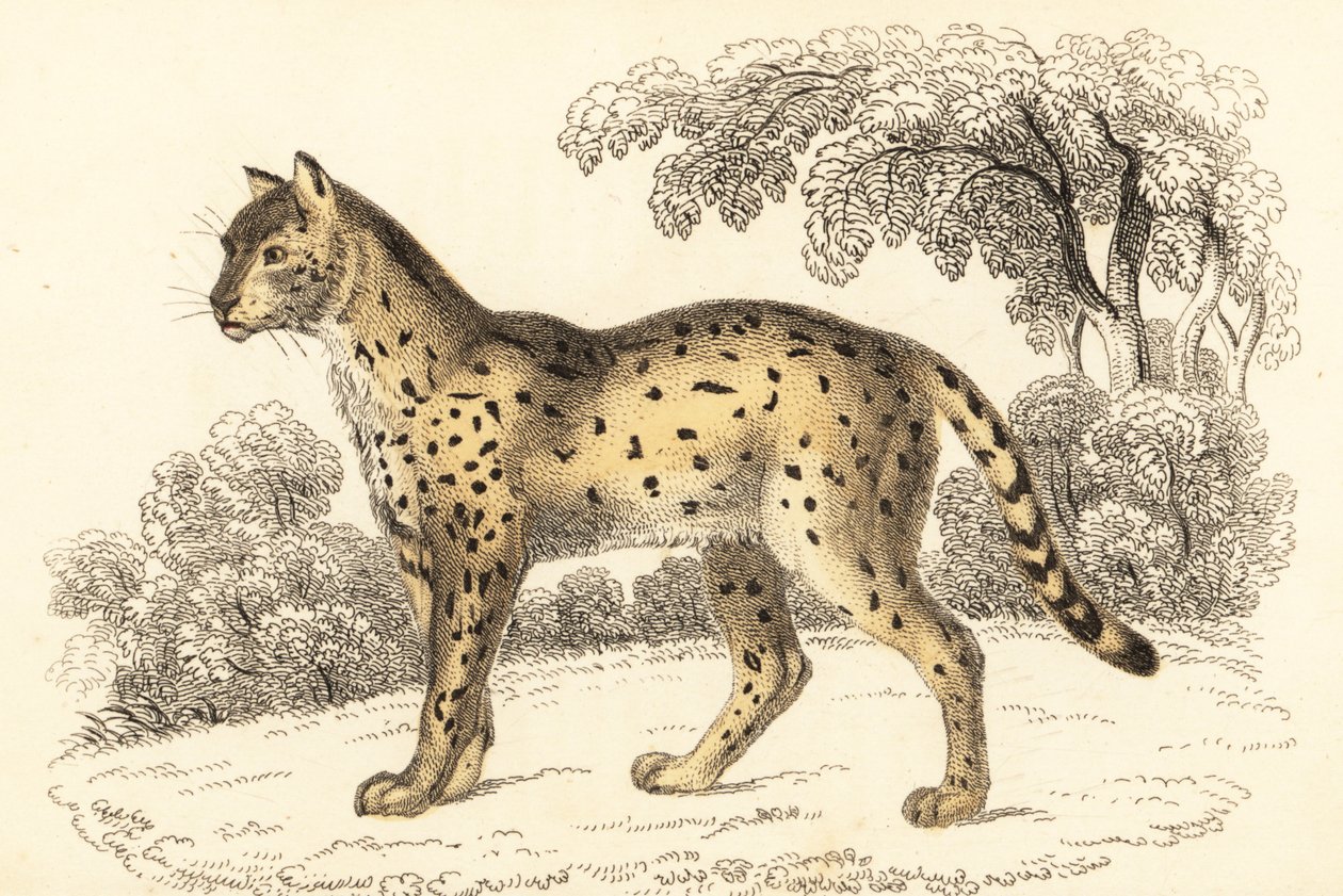 Serval, Leptailurus serval.,1834 (gravür) by William Alexander Forbes
