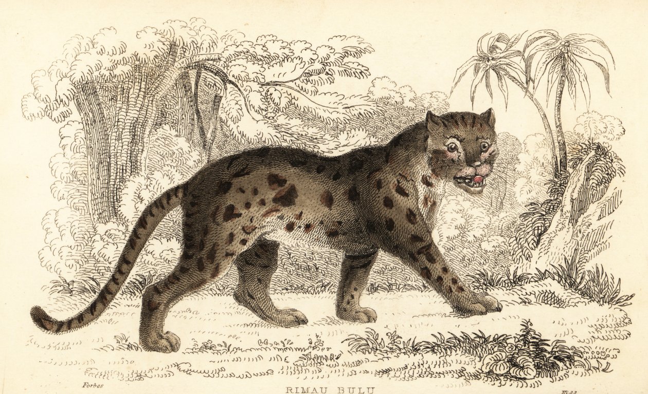 Sunda leopar kedisi, Prionailurus bengalensis subsp. sumatranus. ,1834 (gravür) by William Alexander Forbes