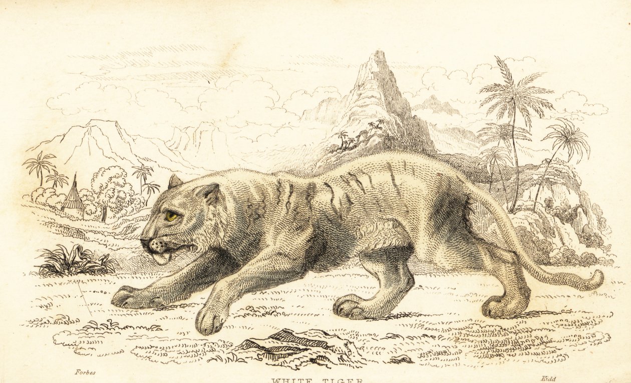 Beyaz kaplan, Panthera tigris tigris. Nesli tükenmekte. ,1834 (gravür) by William Alexander Forbes