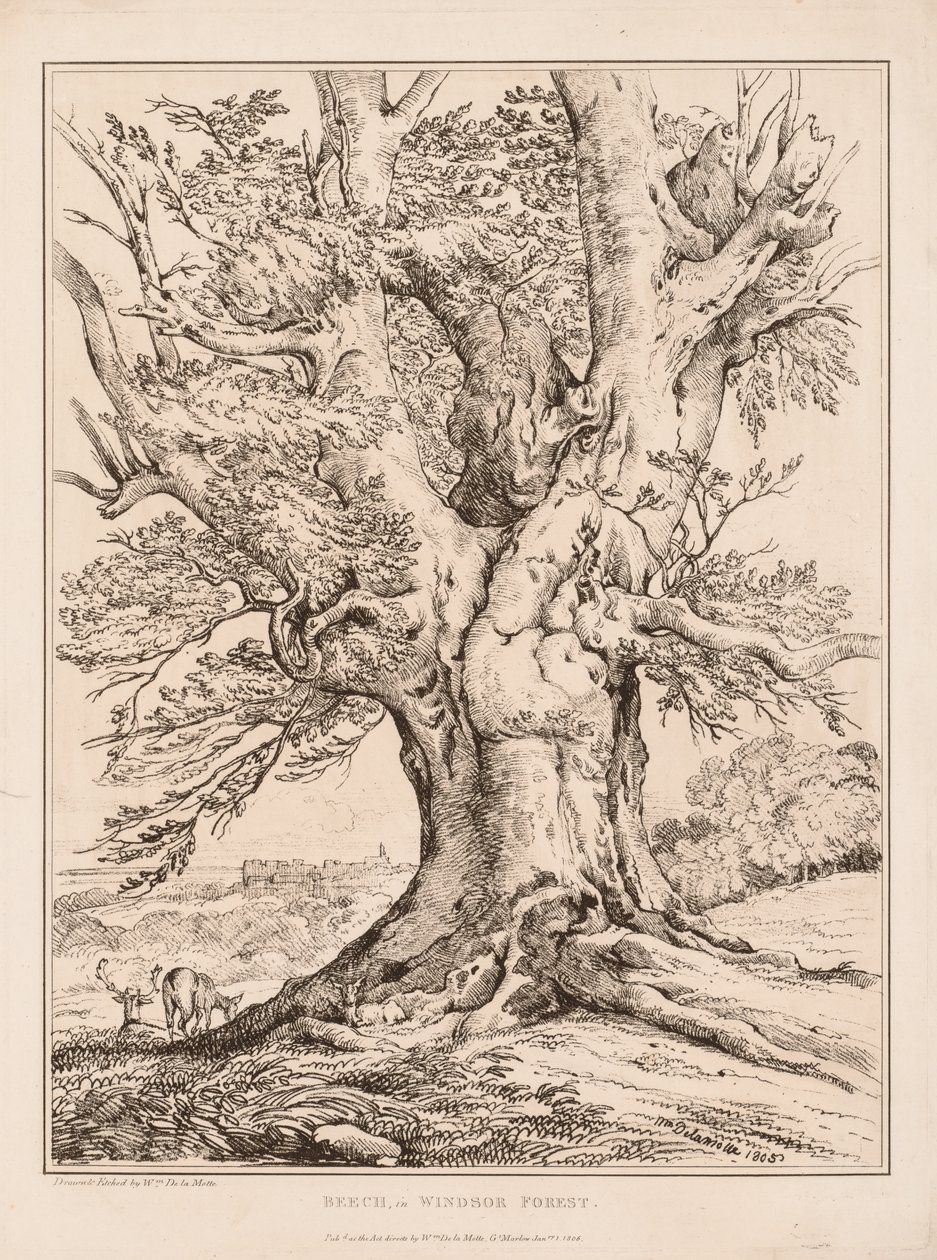 Windsor Ormanında Kayın Ağacı, 1805. by William Alfred Delamotte