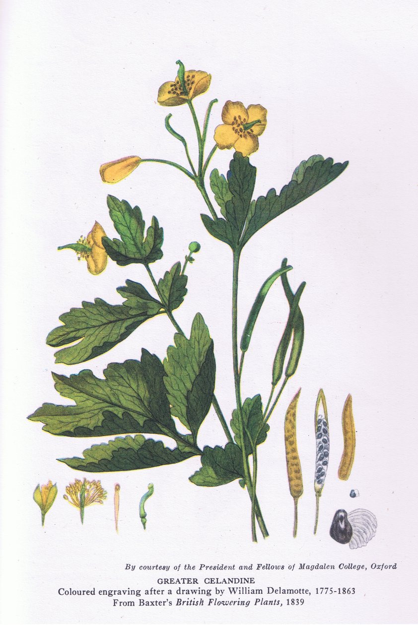 Büyük Celandine, İngiltere