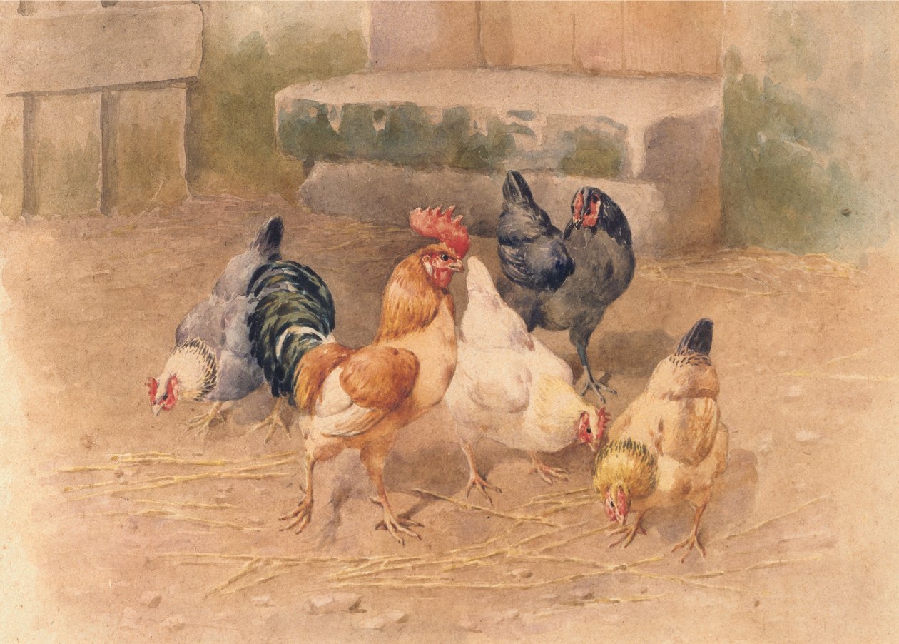 Tavuklar (kağıt üzerine gövde rengi ile sulu boya) by William Baptiste Baird