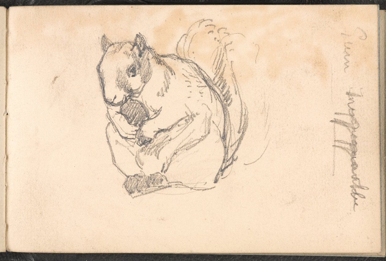 Bir sincap taslağı, 1879 dolaylarında by William Barnes Wollen
