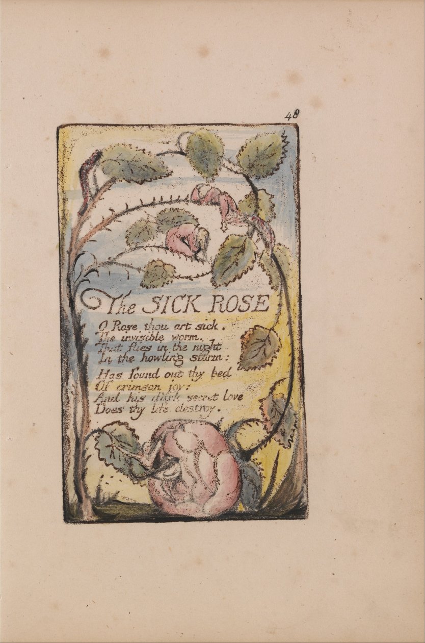 Masumiyet ve Tecrübe Şarkıları, Plate 48, The Sick Rose (Bentley 39) by William Blake