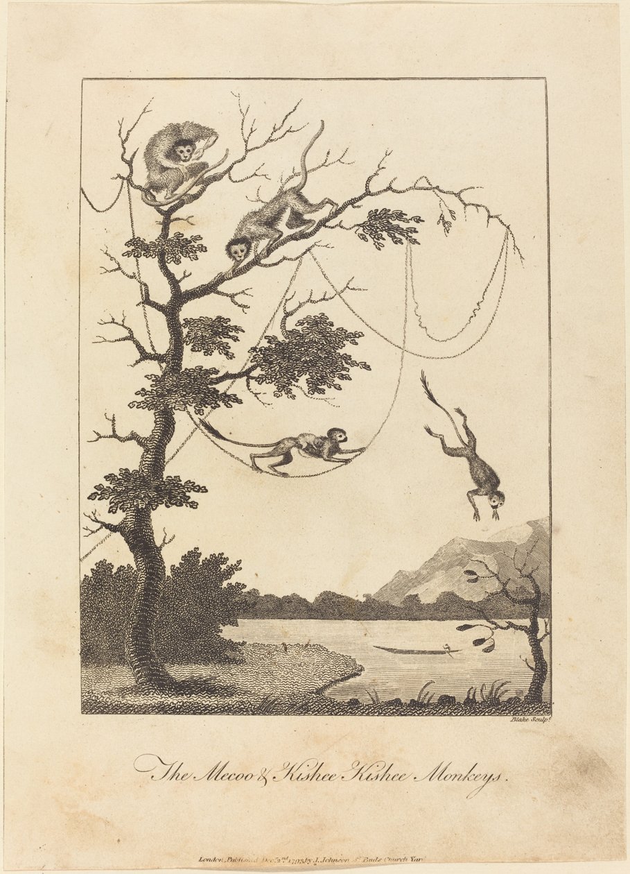 Mecoo ve Kisbee Kishee Maymunları by William Blake after John Gabriel Stedman