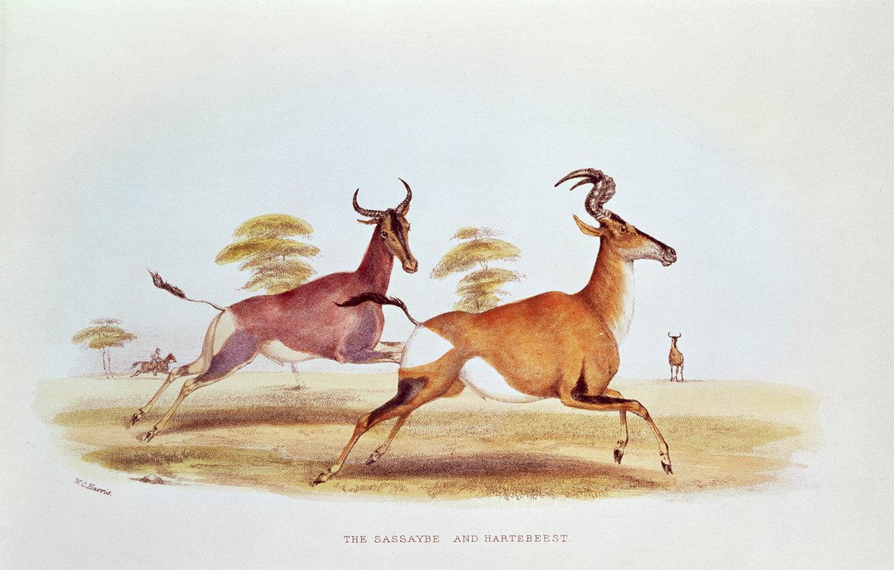 Sassaybe ve Hartebeest, 