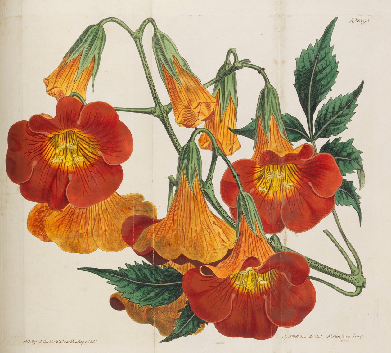 Botanik Dergisi, 1787-1833. by William Curtis