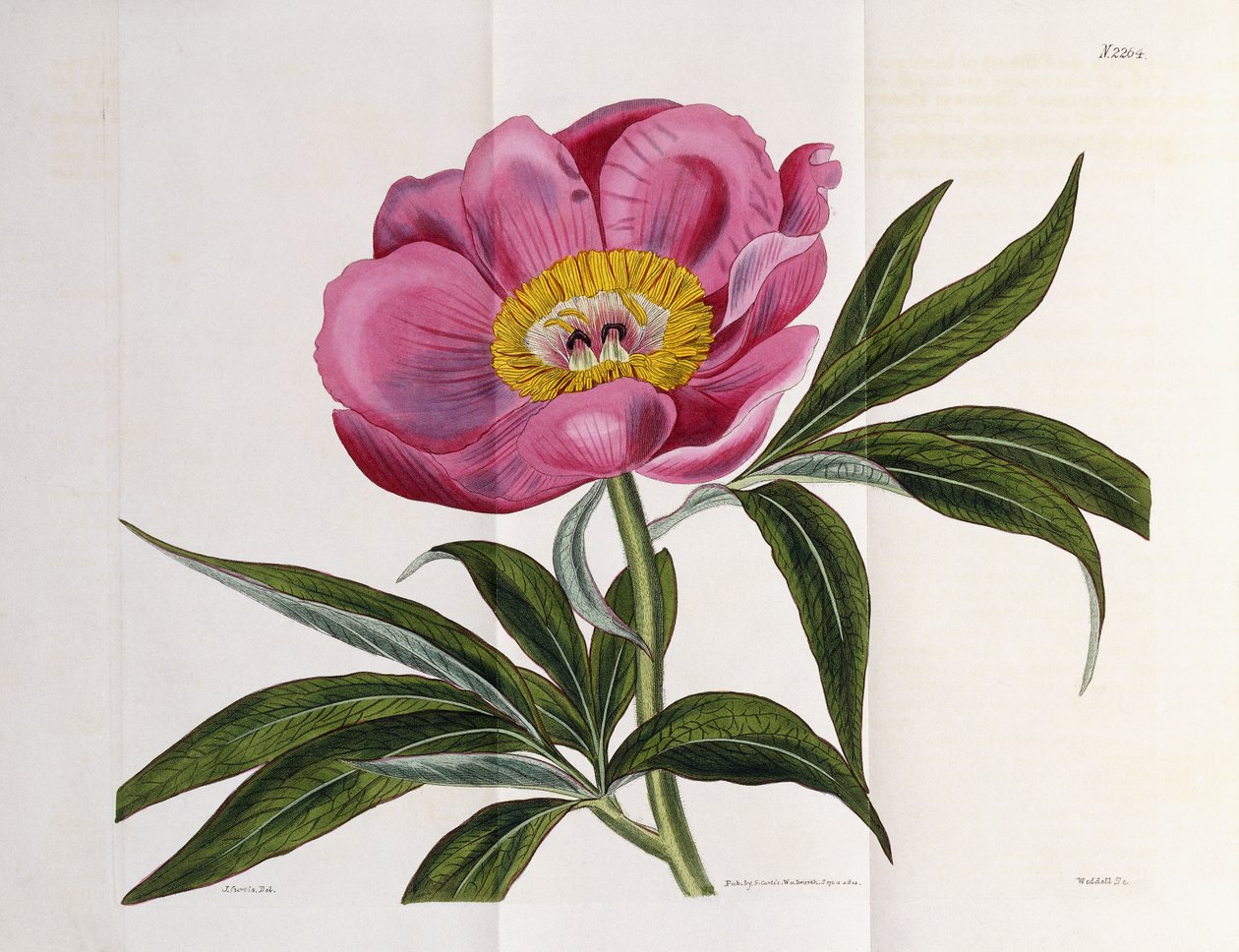 Çizim, Sayı 2264, "The Botanical Magazine"den, 1787-1826 by William Curtis