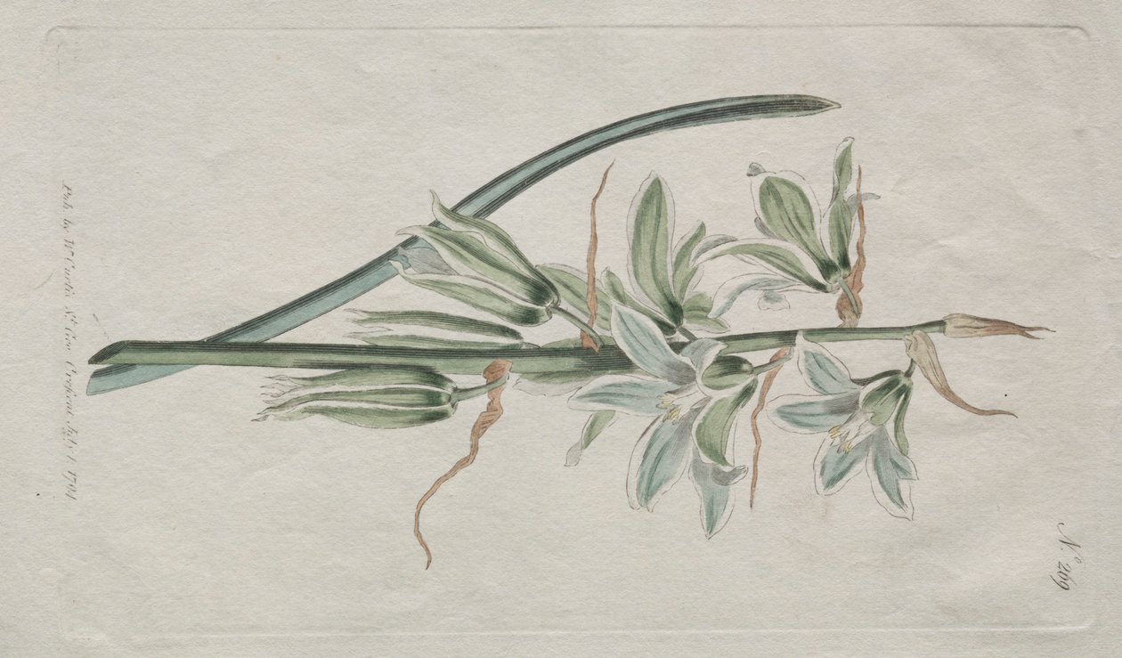 Sergilenen Botanik Dergisi veya Çiçek Bahçesi: Bethlehem Yıldızı, 1794. by William Curtis