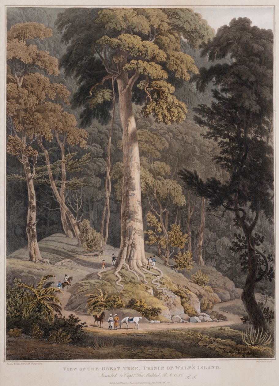 Büyük Ağacın Görünümü, Galler Prensi Adası by William Daniell